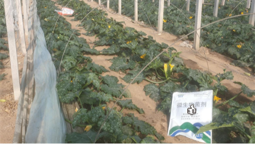 葫蘆種植用什么水溶肥好？