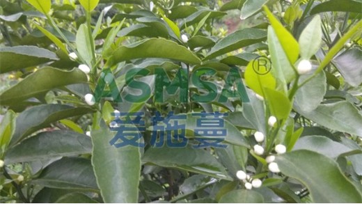 微生物菌劑是如何解決土傳病害的？