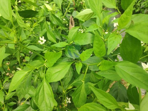 種植作物，用什么生根劑生根快？
