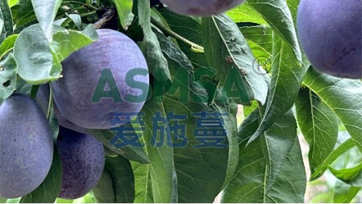 鈣肥施用要注意哪些問題？