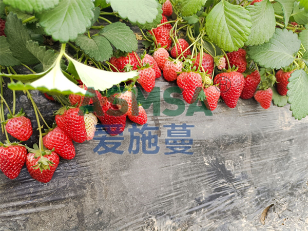 草莓施肥用什么肥好？愛(ài)施蔓很不錯(cuò)