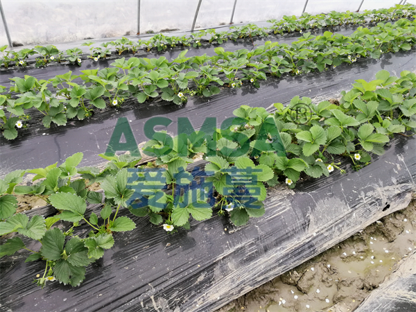 草莓施肥-愛施蔓蔓葉水溶肥