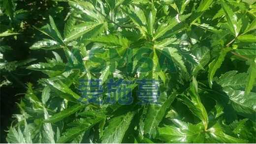 為什么施用葉面肥？