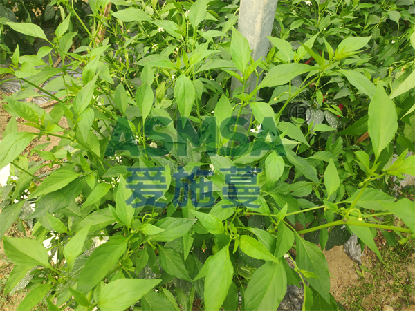 辣椒定植時用什么水溶肥好？