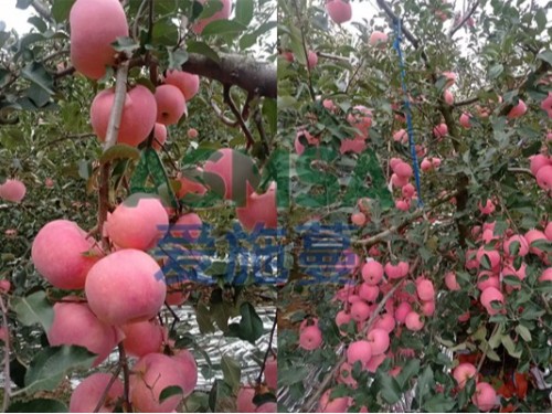 果樹施肥用什么水溶肥好？含碳水溶肥不可少