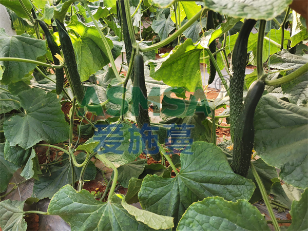 種植黃瓜用什么水溶肥好？丁大姐選擇愛施蔓