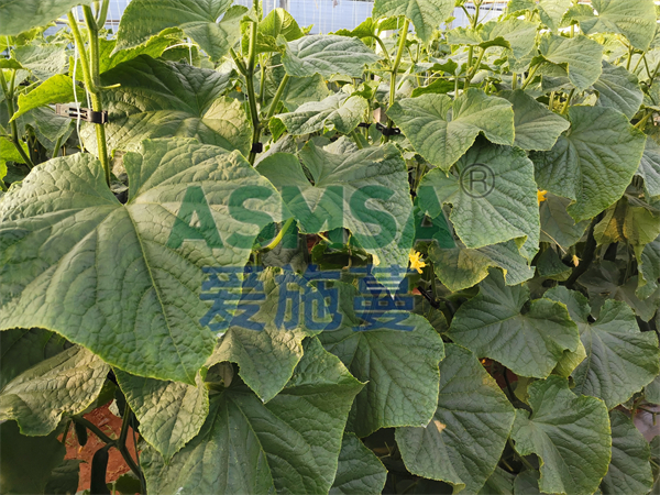 微生物菌劑如何選擇？馮大哥選擇蔓葉