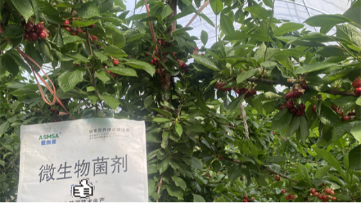 櫻桃種植：突破技術(shù)瓶頸，收獲甜蜜碩果