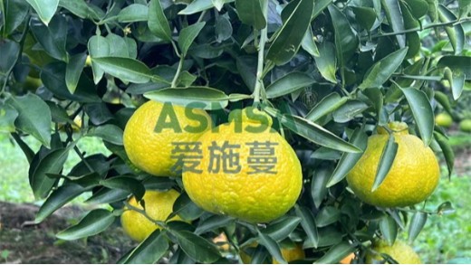好的水溶肥特點(diǎn)有哪些