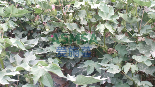 水溶肥價格差距大的原因是什么？