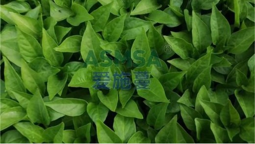水溶肥廠家哪家好？