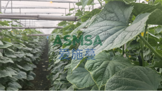 黃瓜追肥用什么肥料好？