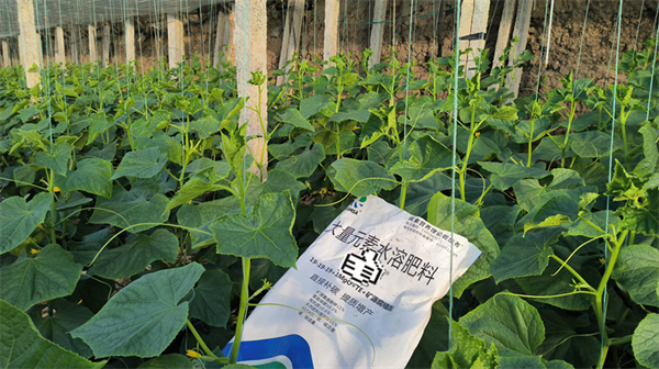 黃瓜種植用什么肥料比較好？