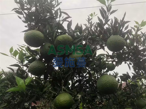 柑橘施什么肥才能長得好？