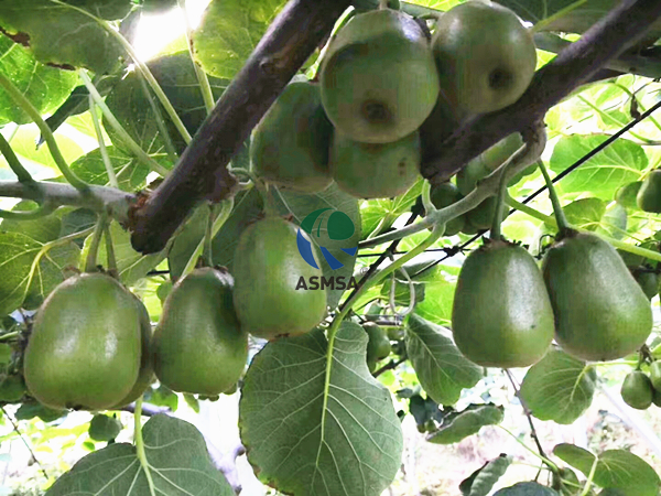獼猴桃-愛(ài)施蔓蔓葉水溶肥