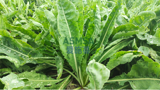板藍(lán)根種植應(yīng)注意哪些問題？