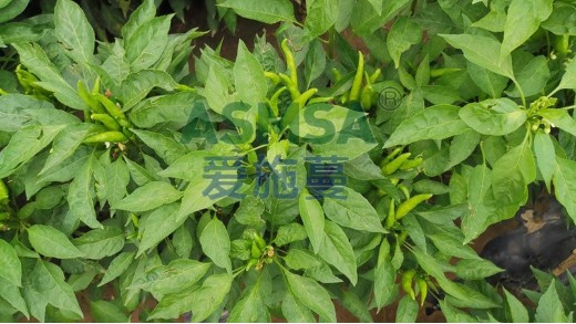 辣椒開花結(jié)果期用什么肥料？