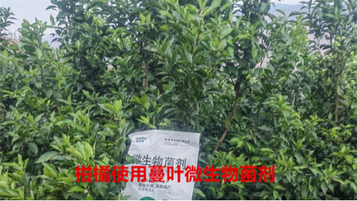 微生物菌劑，助力果樹增產(chǎn)豐收