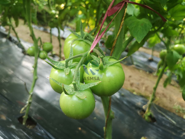 番茄-愛(ài)施蔓蔓葉水溶肥1