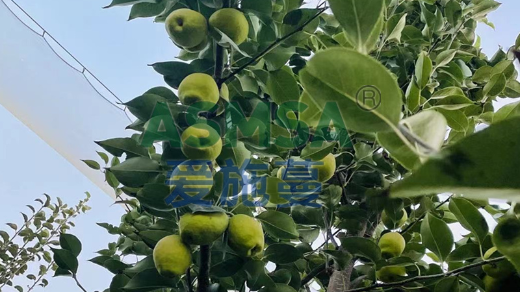 香梨種植用什么肥料？
