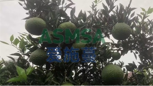 水溶肥用什么土壤好？