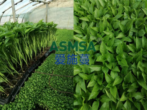 辣椒苗期用什么水溶肥好，張大哥推薦蔓葉