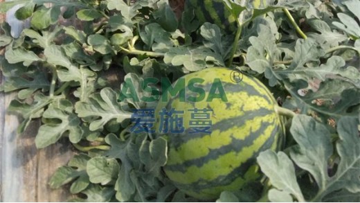 同樣使用水溶肥，為什么你沒別人高產(chǎn)？