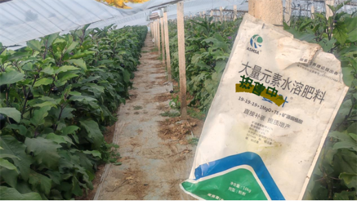 茄子用什么水溶肥好？