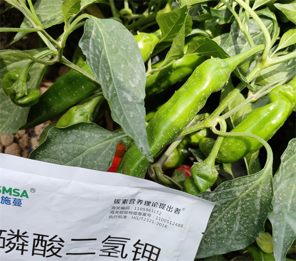 辣椒種植-愛(ài)施蔓蔓葉水溶肥 