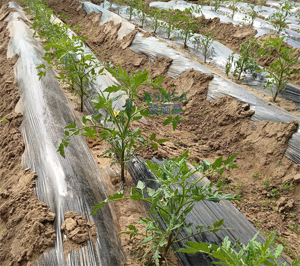 番茄施肥-愛施蔓蔓葉水溶肥 