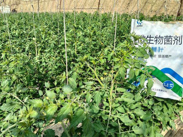 番茄施肥-愛施蔓蔓葉水溶肥