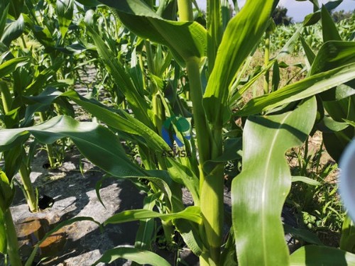 大量元素水溶肥好用么？種植戶是這樣認(rèn)為的