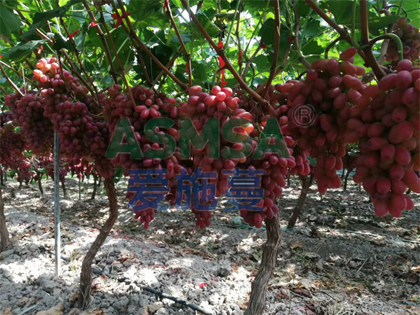 葡萄轉(zhuǎn)色期施什么水溶肥好？張大哥認(rèn)準(zhǔn)蔓葉