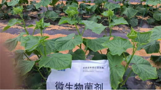 黃瓜苗期定植使用什么肥料好？