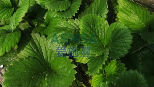 水溶肥品牌有哪些可以直接推薦？