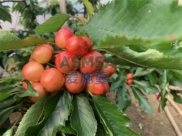 微生物菌劑哪家好？看看王大叔的選擇