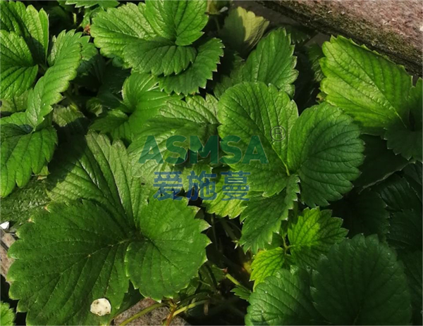 水溶肥如何使用？愛施蔓代理商劉總分享