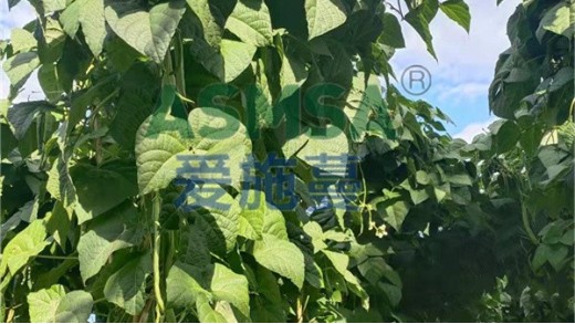 葉面肥在豆角上怎么使用？
