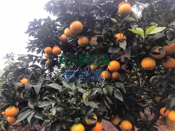 柑橘水溶肥的使用方法，吳大哥說這樣用好
