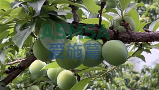 作物缺鈣的危害你知道哪些？