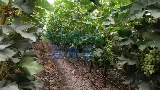 磷酸二氫鉀在農(nóng)業(yè)上的作用有哪些？