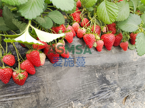 愛(ài)施蔓水溶肥效果怎么樣？經(jīng)銷商馬總告訴你