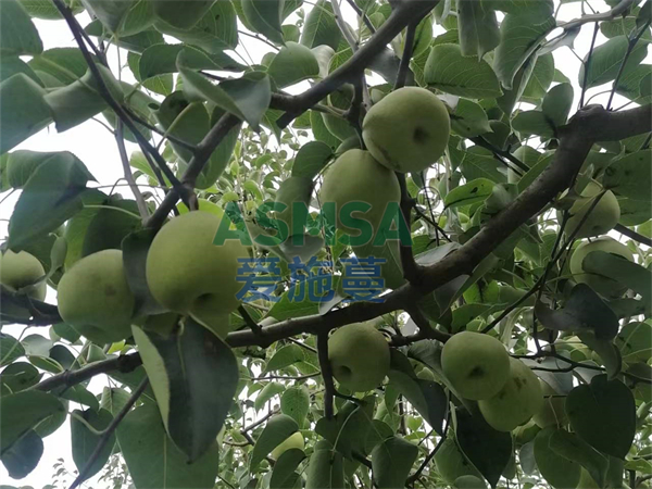 梨樹(shù)使用磷酸二氫鉀好嗎