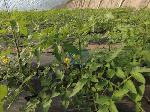 顆粒水溶肥是否實用？結(jié)果令人意想不到