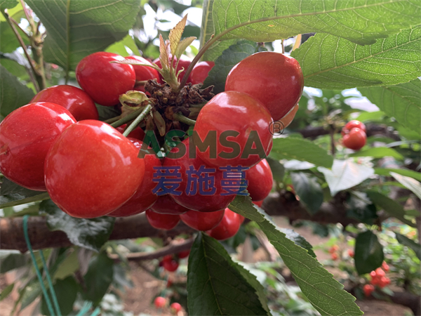 櫻桃施肥用什么水溶肥好？愛施蔓來助力