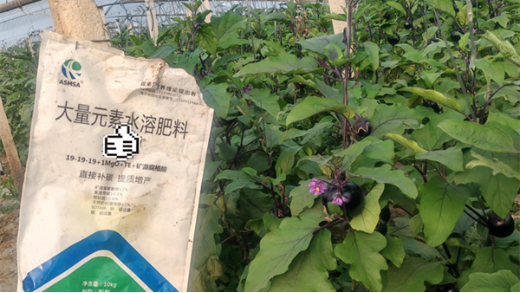 茄子施肥的技巧，記住這幾點