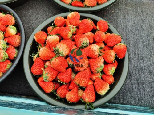 磷酸二氫鉀廠家哪個好？認(rèn)準(zhǔn)這些就對了！