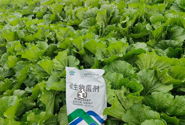 白菜種植-愛(ài)施蔓蔓葉微生物菌劑