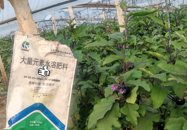 茄子施肥-愛施蔓蔓葉大量元素水溶肥