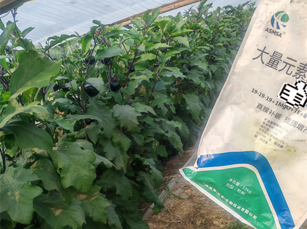 茄子施肥-愛施蔓蔓葉大量元素水溶肥